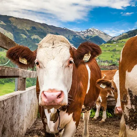 Unterblasbichl * Fusch an der Glocknerstraße